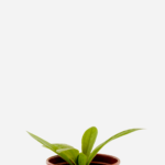 Tansagem (<em>Plantago major</em>)