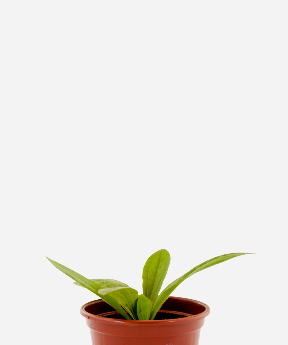 TANCHAGEM-CORTE.png Tansagem (<em>Plantago major</em>) - Imagem 1