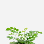 Tecomária (<em>Tecomaria capensis</em>)