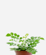 Tecomária (<em>Tecomaria capensis</em>)