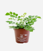 Tecomária (<em>Tecomaria capensis</em>) - Imagem 2