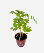 Tomate Cereja (<em>Solanum lycopersicum</em>) - Imagem 3