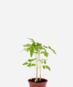 Tomate Cereja (<em>Solanum lycopersicum</em>)