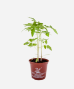 Tomate Cereja (<em>Solanum lycopersicum</em>) - Imagem 2