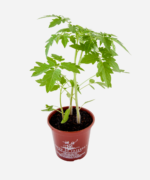 Tomate Amarelo/Pêra (<em>Solanum lycopersicum</em>) - Imagem 3
