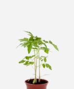 Tomate Amarelo/Pêra (<em>Solanum lycopersicum</em>)