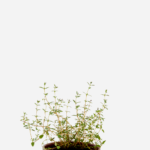 Tomilho (<em>Thymus vulgaris</em>)