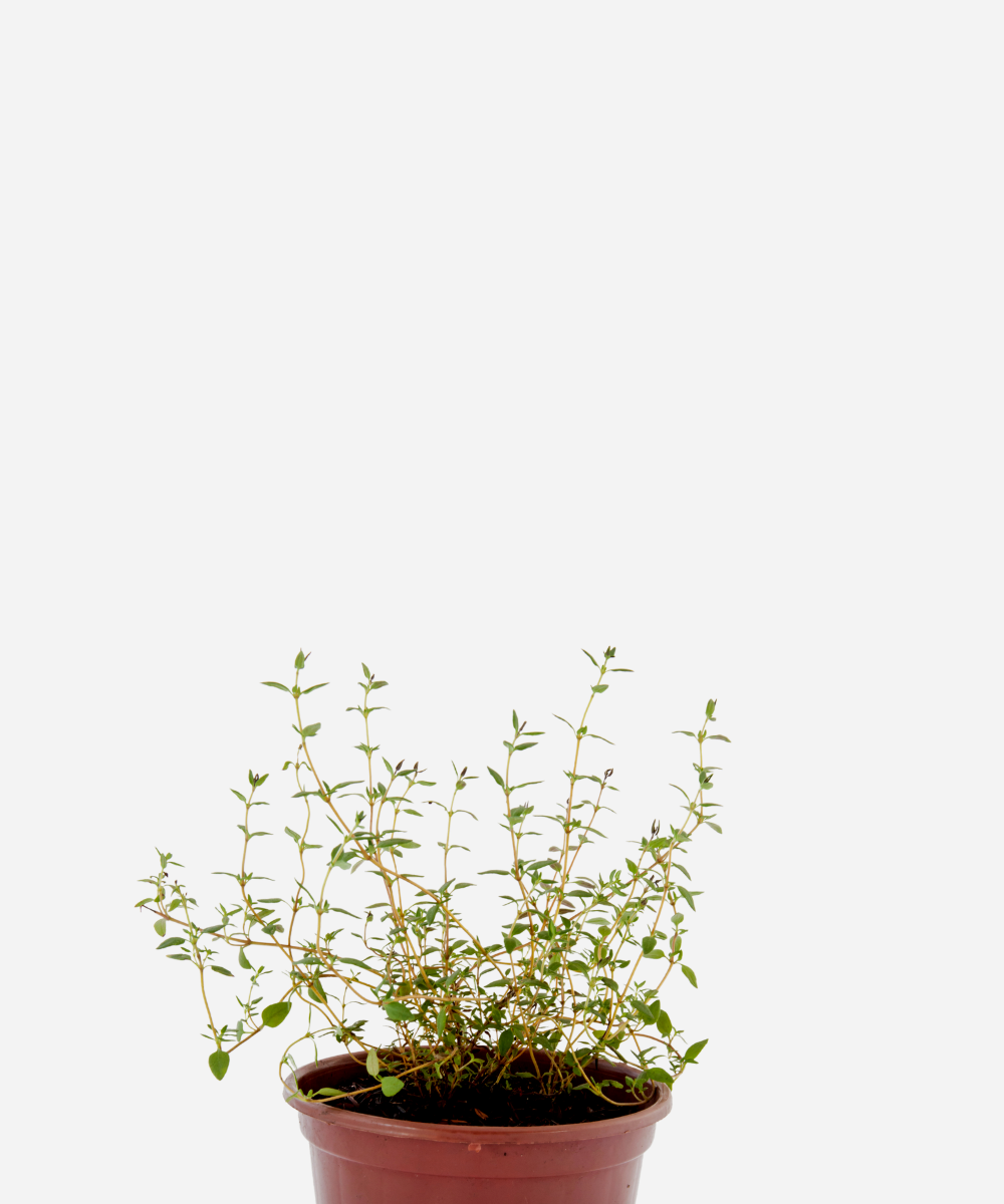 TOMILHO-CORTE.png Tomilho (<em>Thymus vulgaris</em>) - Imagem 1