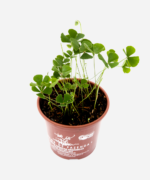 Trevo de 4 Folhas (<em>Marsilea quadrifolia L.</em>) - Imagem 3