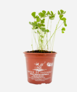 Trevo de 4 Folhas (<em>Marsilea quadrifolia L.</em>) - Imagem 2