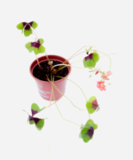 Trevo Bulbo (<em>Oxalis tetraphylla</em>) - Imagem 3