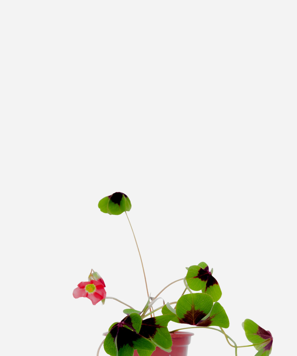 TREVO-BUBO-CORTE.png Trevo Bulbo (<em>Oxalis tetraphylla</em>) - Imagem 1