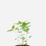 Urtiga (<em>Urtica dioica</em>)