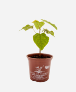Urucum (<em>Bixa orellana</em>) - Imagem 2