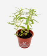 Zaatar (<em>Thymbra spicata</em>) - Imagem 3