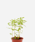 Zaatar (<em>Thymbra spicata</em>)