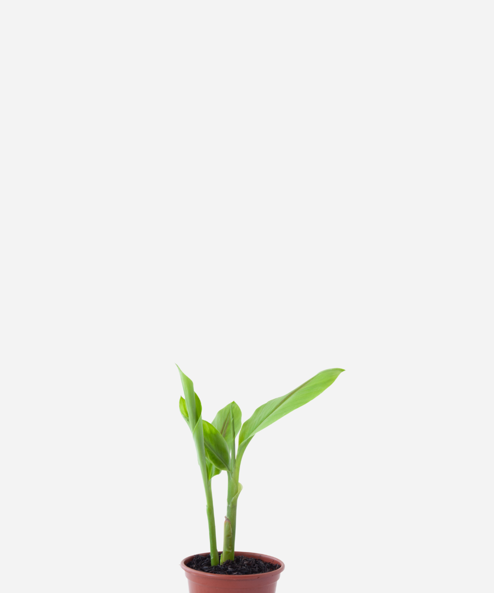 ZEDOARIA-CORTE-FRENTE.png Zedoária (<em>Curcuma zedoaria</em>) - Imagem 1